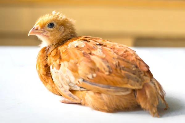 Young chicken — Stock Photo, Image