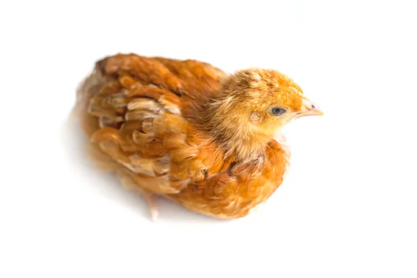 Genç tavuk — Stok fotoğraf