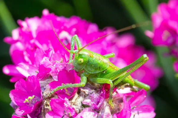 Zelená kobylka na růžový květ — Stock fotografie