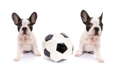 Futbol topu ile Fransız bulldog yavruları