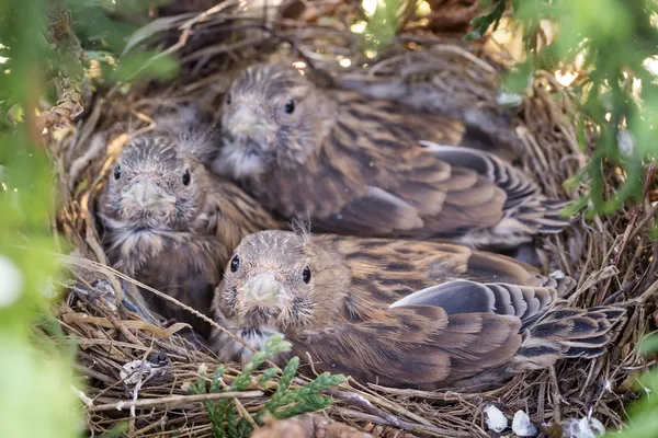 Linnet común bebé aves — Foto de Stock