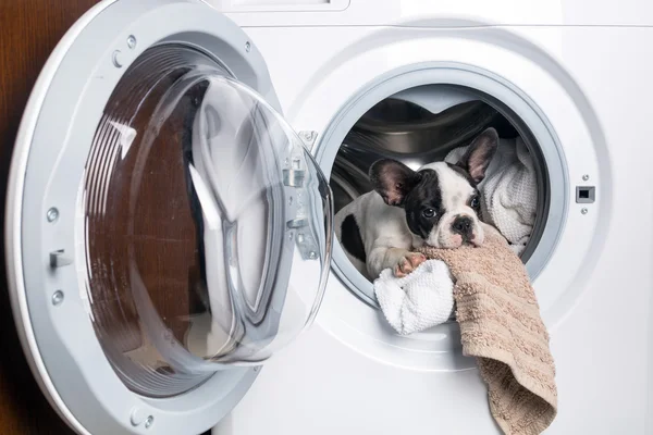 Chiot à l'intérieur de la machine à laver — Photo