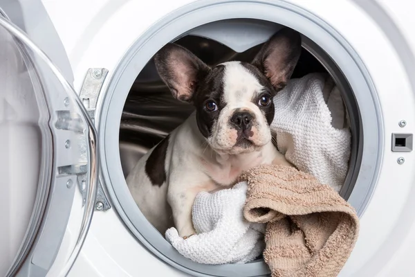 Welpe in der Waschmaschine — Stockfoto