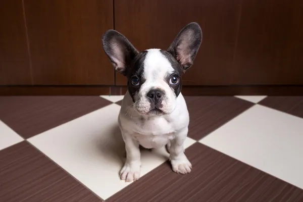 Cachorrinho bulldog francês em casa — Fotografia de Stock