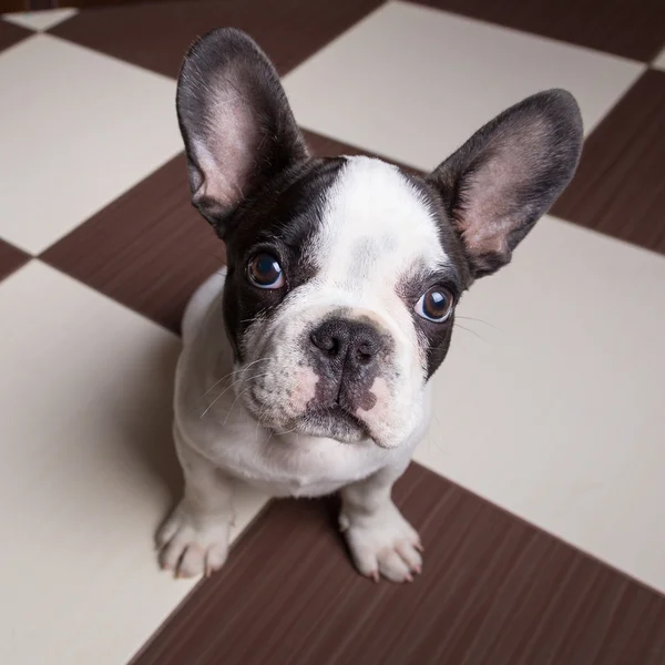 Cachorrinho bulldog francês em casa — Fotografia de Stock