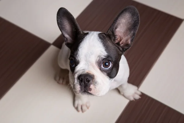 French bulldog puppy at home — Stock Photo, Image