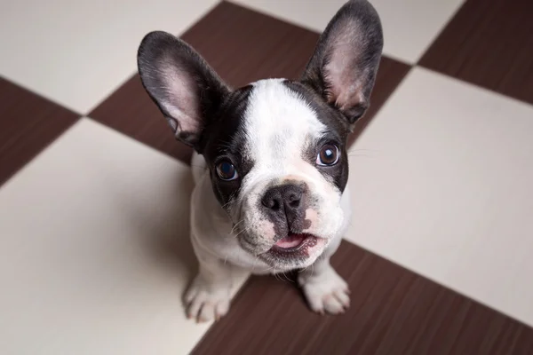 Câine buldog francez acasă — Fotografie, imagine de stoc