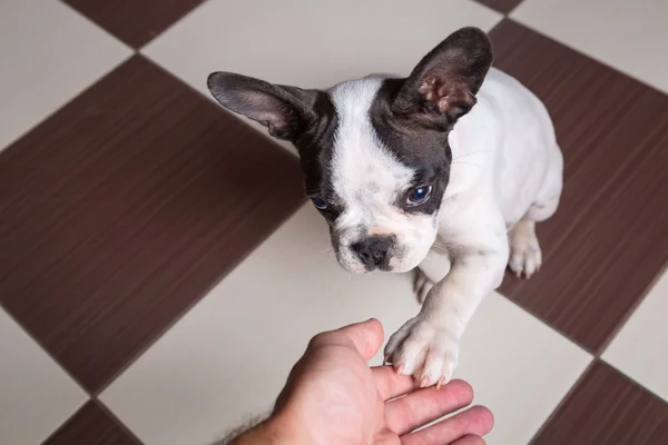 Puppy giving a paw — Stock Photo, Image