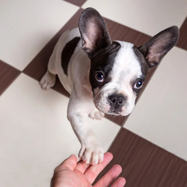 Puppy giving a paw — Stock Photo, Image