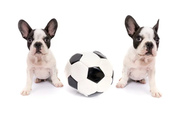 Franse bulldog pups met voetbal — Stockfoto