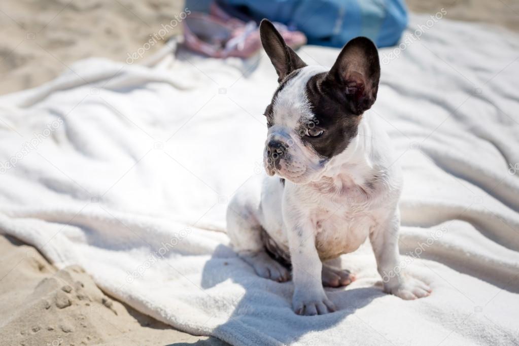 French bulldog puppy on the beach