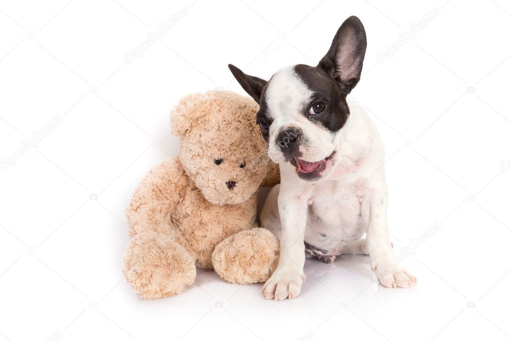 teddy the french bulldog