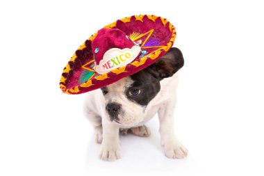 sombrero Meksika içinde köpek yavrusu