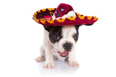 sombrero Meksika içinde köpek yavrusu