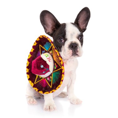 sombrero Meksika içinde köpek yavrusu