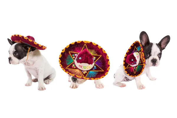 Filhotes de cachorro em sombrero mexicano sobre branco — Fotografia de Stock