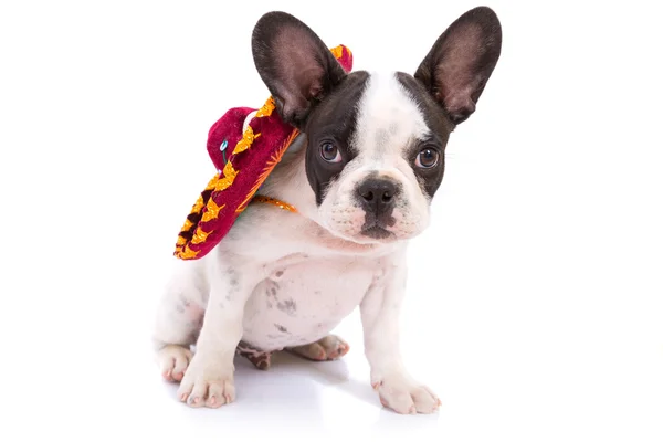 Filhote de cachorro em sombrero mexicano — Fotografia de Stock
