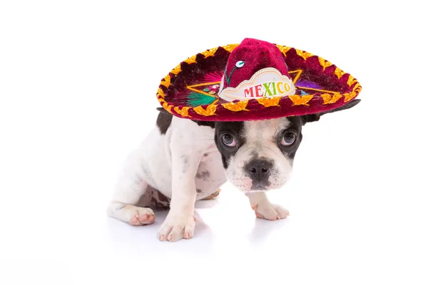 Puppy in Mexican sombrero — Stock Photo, Image