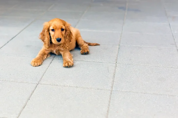 English cocker spaniel puppy — Stock Photo, Image