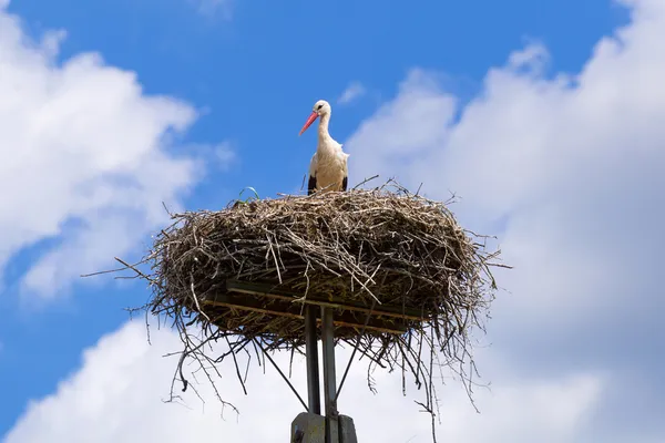 Cigogne dans le nid avec des bébés oiseaux — Photo