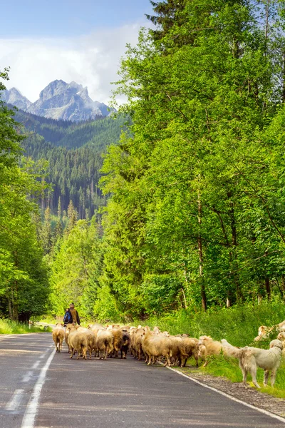 群羊在塔特拉山 — 图库照片