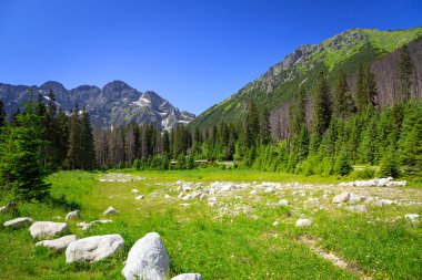manzana verde y mieltatra mountain çayır wlosienica güzel sahne