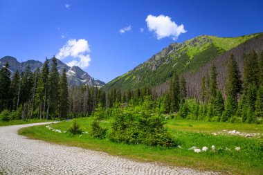 manzana verde y mieltatra mountain çayır wlosienica güzel sahne
