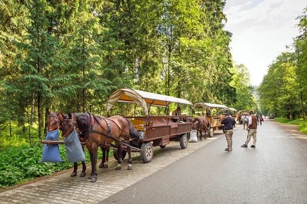Chariots à chevaux dans le parc national des Tatra — Photo