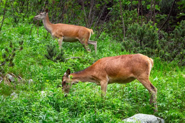 獐鹿在塔特拉国家公园 — 图库照片