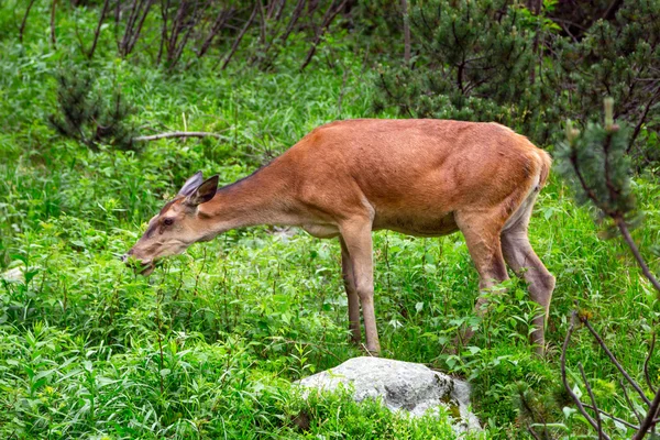 Ciervos en el Parque Nacional Tatra — Foto de Stock