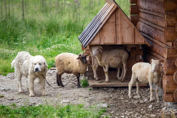 Овцы и козы под деревянной хижиной в горах Татр — стоковое фото