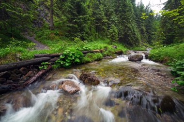 tatra Dağları Rocky creek