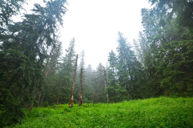 tatra Dağları'nda sisli orman
