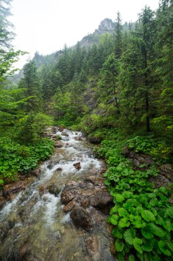 tatra Dağları Rocky creek