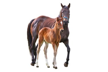 Horse with foal clipart
