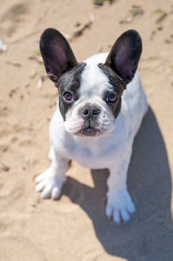 Fransız bulldog köpeği.