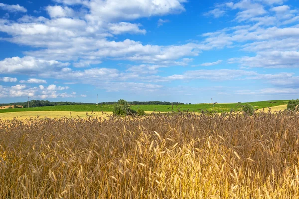 Gouden tarweveld met blauwe lucht — Stockfoto