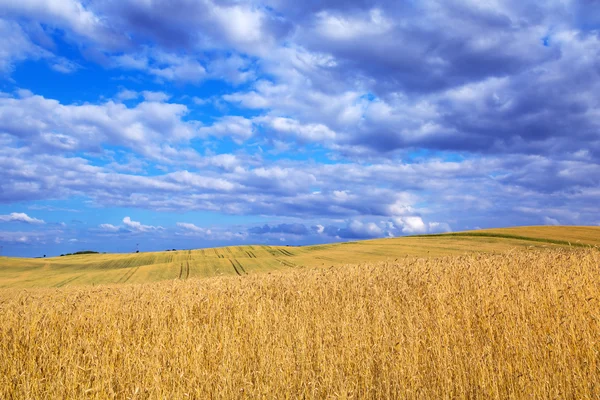 Campo de trigo dorado con cielo azul — Foto de Stock