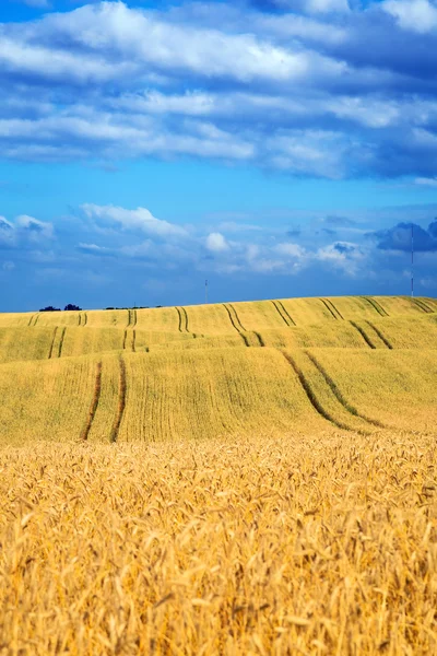 Χρυσαφένιο χωράφι με γαλάζιο ουρανό — Φωτογραφία Αρχείου