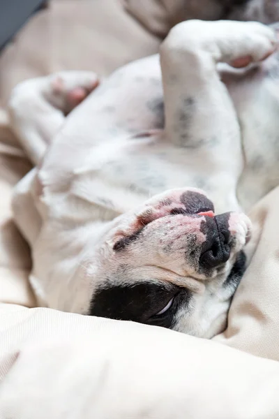Nukkuva ranskalainen bulldoggi — kuvapankkivalokuva