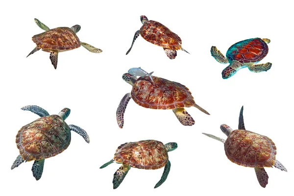 Zeeschildpadden over Wit — Stockfoto