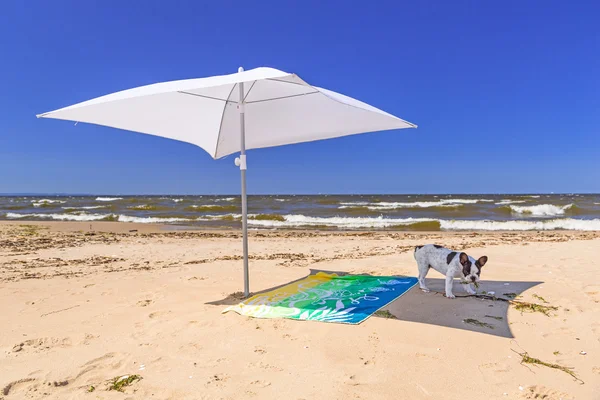 Slunečník a psa na pláži Baltského moře — Stock fotografie