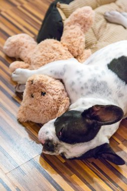 oyuncak ayı ile uyuyan bir köpek yavrusu