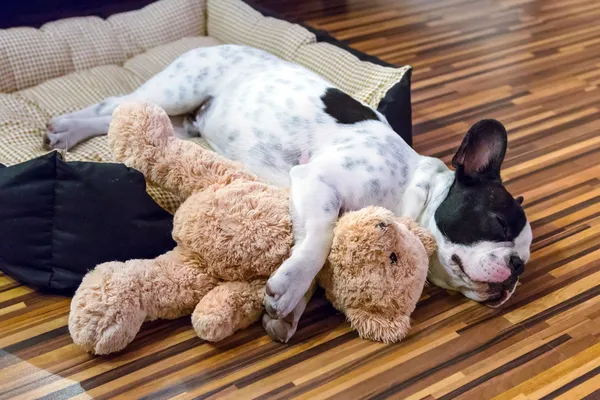 oyuncak ayı ile uyuyan bir köpek yavrusu