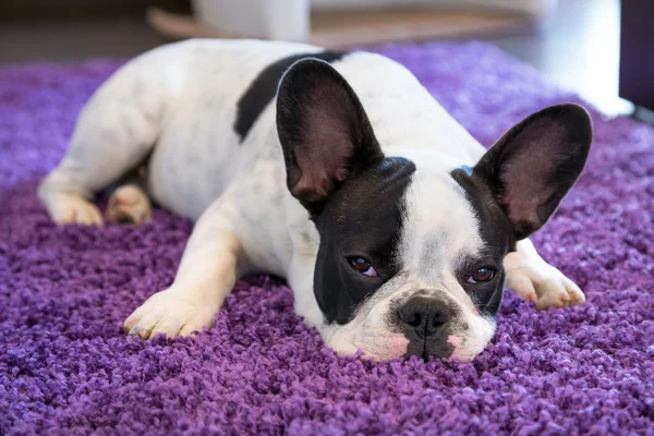 Fransk bulldog sov på mattan — Stockfoto