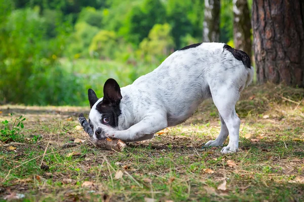 Anjing bulldog Perancis di hutan — Stok Foto
