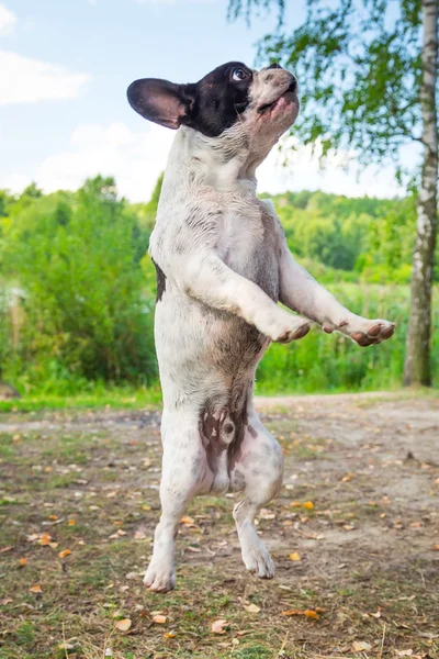 Jumping french bulldog — Stock Photo, Image