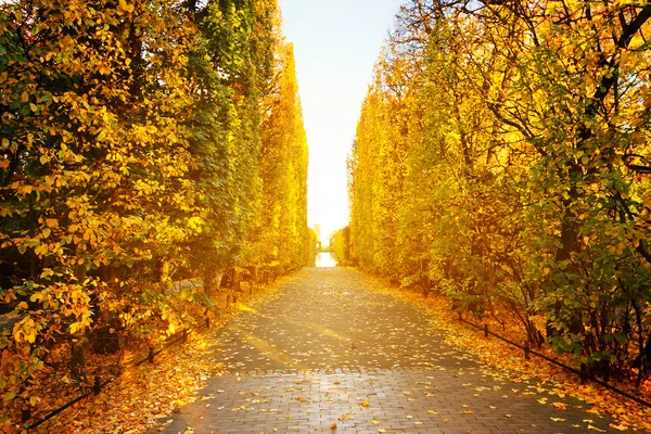 グダンスク公園で紅葉の路地 — ストック写真