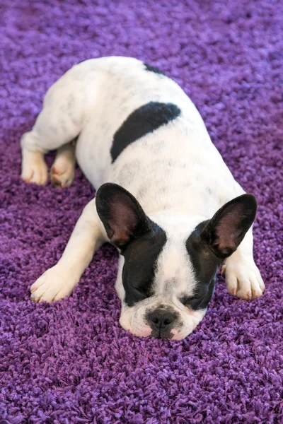 Francia bulldog, alszik a szőnyeg — Stock Fotó