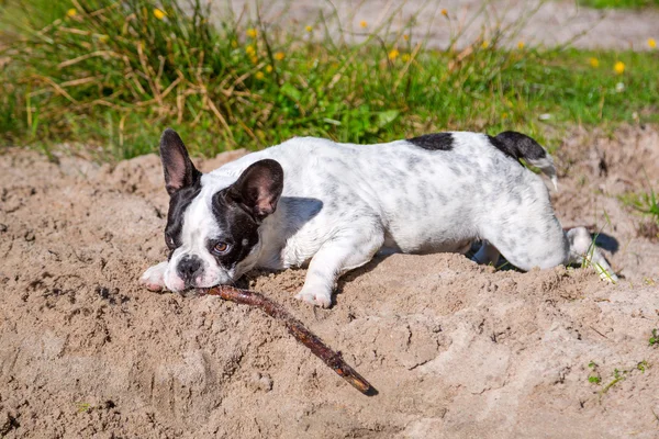 Franse bulldog met een stok — Stockfoto